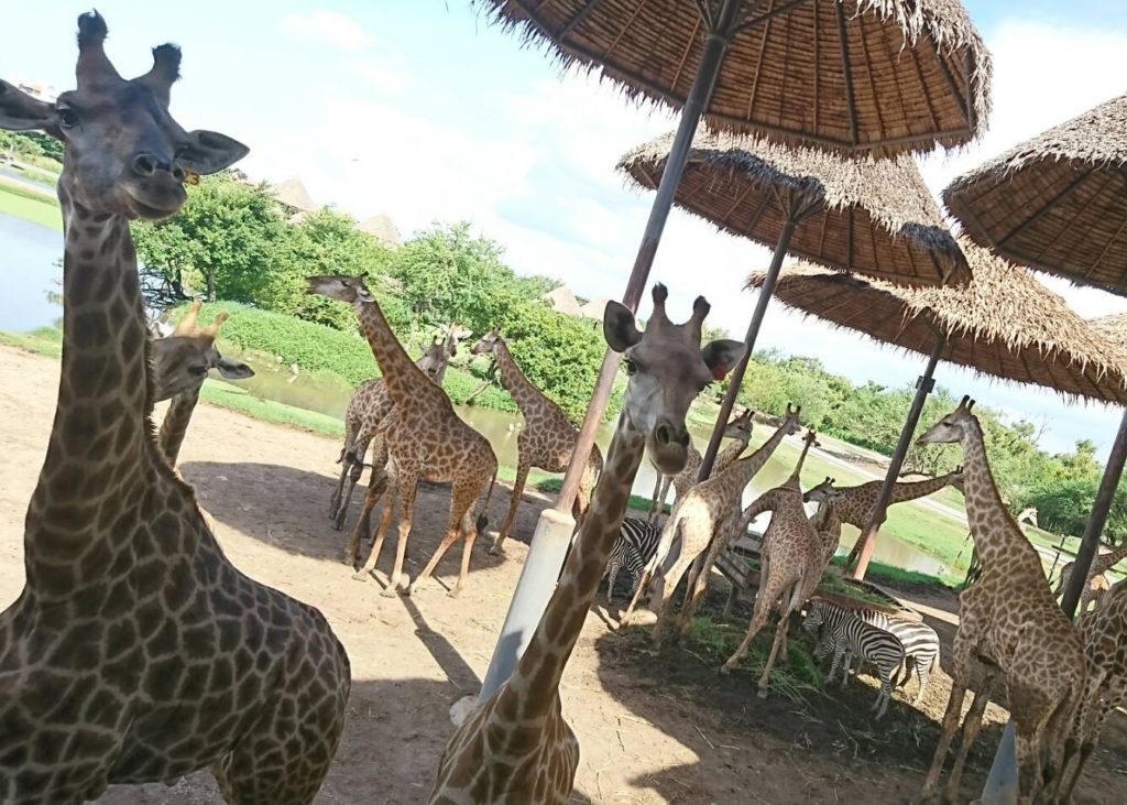 まるでジュラシックパーク？！ タイの動物園「サファリワールド」に行ってきた